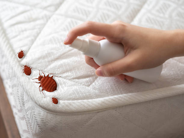 Flea Control Services in Colonial Beach, VA
