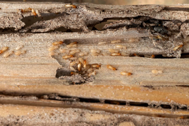 Trusted Colonial Beach, VA Pest Control Experts